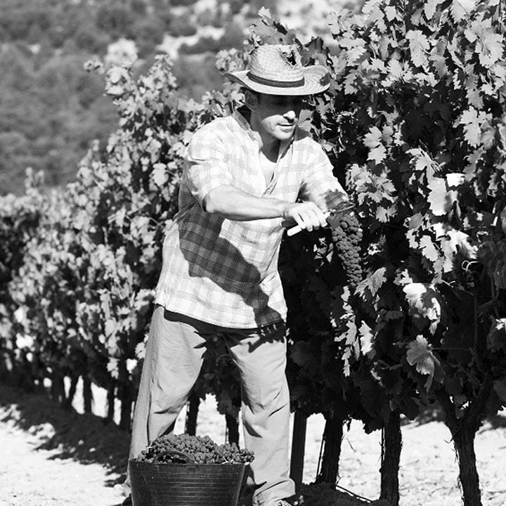 Tres generaciones de viticultores